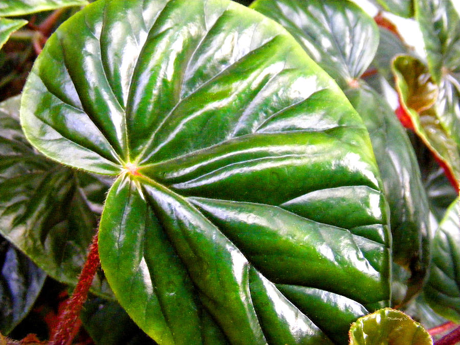 Begonia Thurstonii Leaf Photograph by Duane McCullough