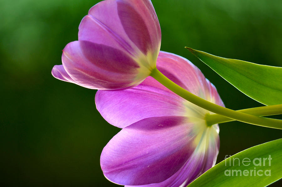 Nature Photograph - Topsy-Turvy Tulips by Deb Halloran