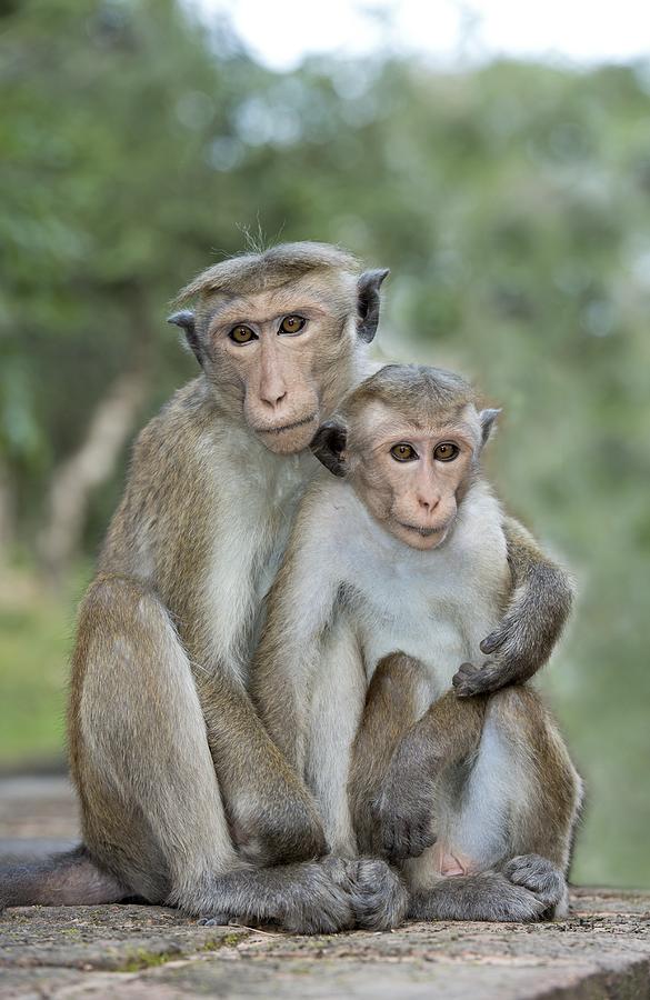 Toque Macaque Embrace Photograph by Tony Camacho
