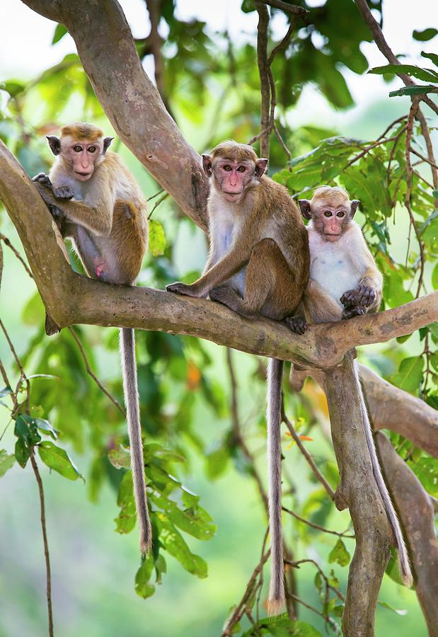 Wildlife Photograph - Toque Macaque Family Group by Peter J. Raymond
