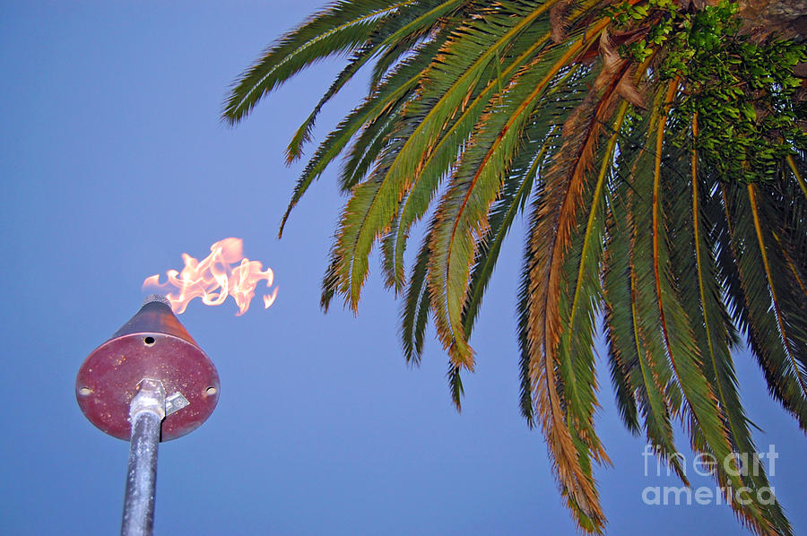 Torch And Tree Photograph by Debra Thompson