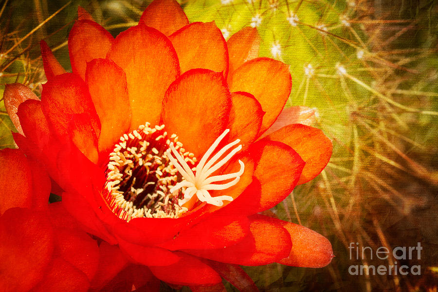 Torch Cactus Bloom Photograph by Marianne Jensen