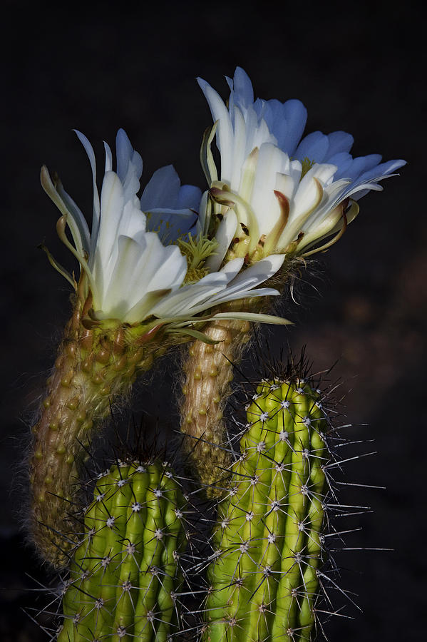 Torch Cactus Blooms  Photograph by Saija Lehtonen