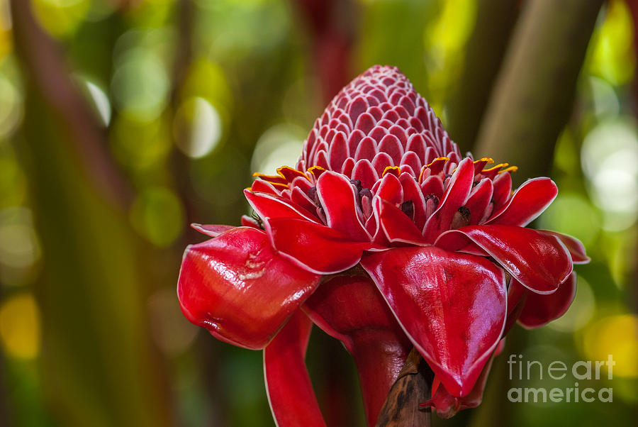 Torch Ginger 2 Photograph