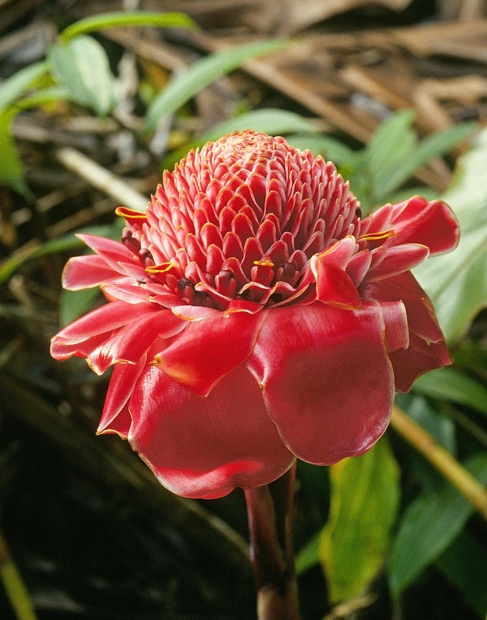Torch Ginger In Bloom Photograph by Buddy Mays
