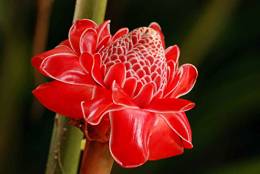 Torch Ginger Photograph by Lorenzo Cassina