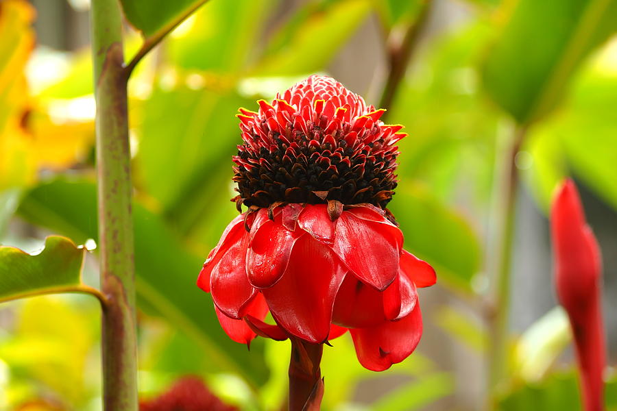 Torch Ginger Photograph by Patrick Roberto Pixels