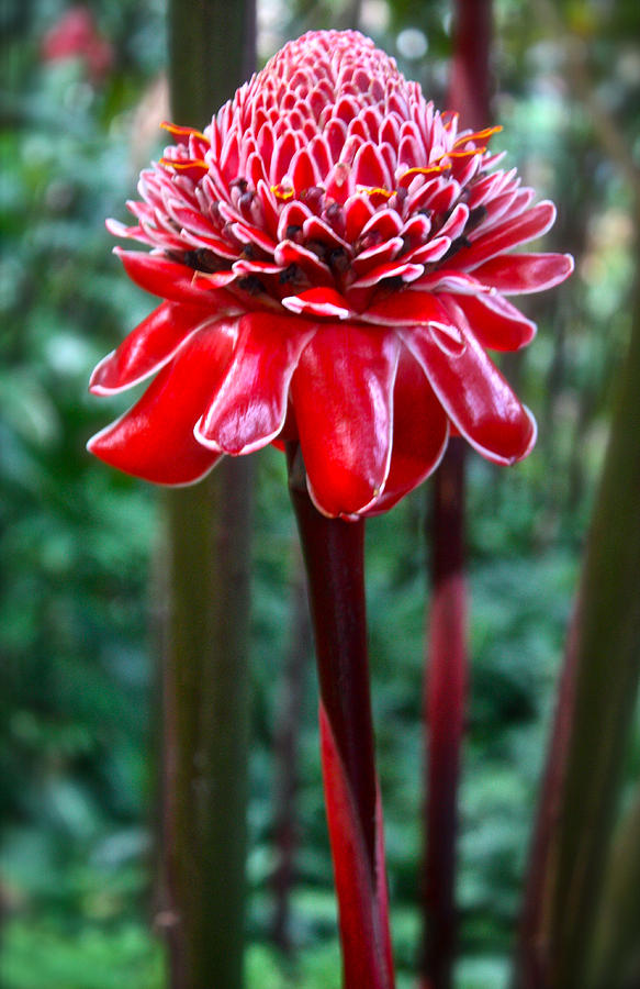 Flowers Still Life Photograph - Torch Ginger in Hawaii by Venetia Featherstone-Witty
