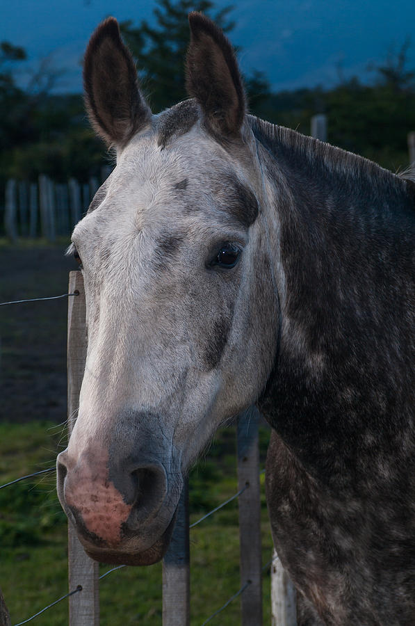 Tordillo Moro Photograph by Carlos V Bidart Fine Art America