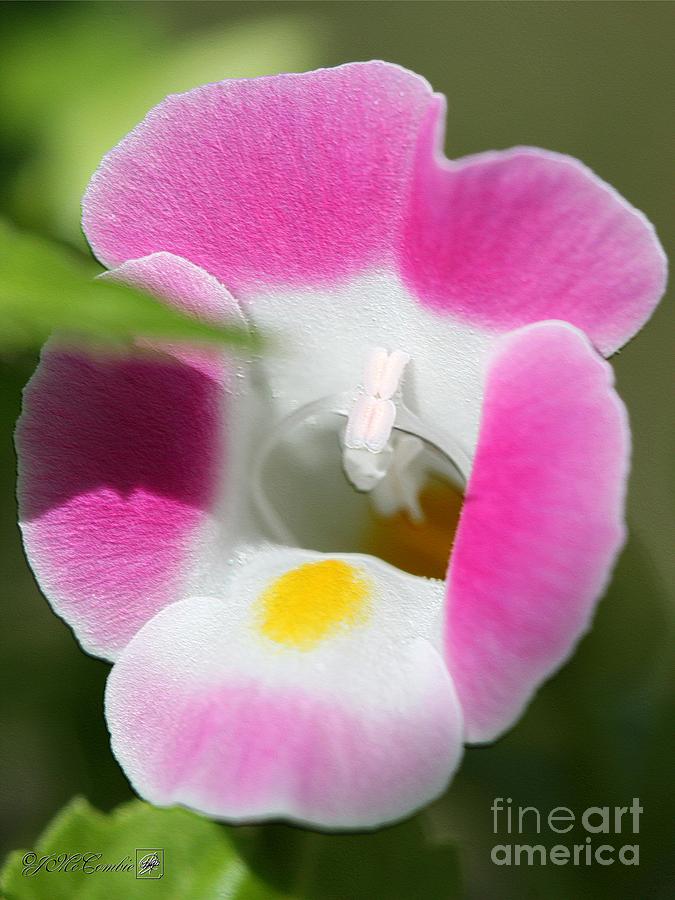 Torenia named Kauai Rose Photograph by J McCombie