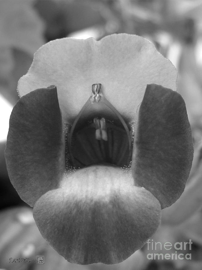 Torenia Named Purple Moon Photograph By J Mccombie Fine Art America