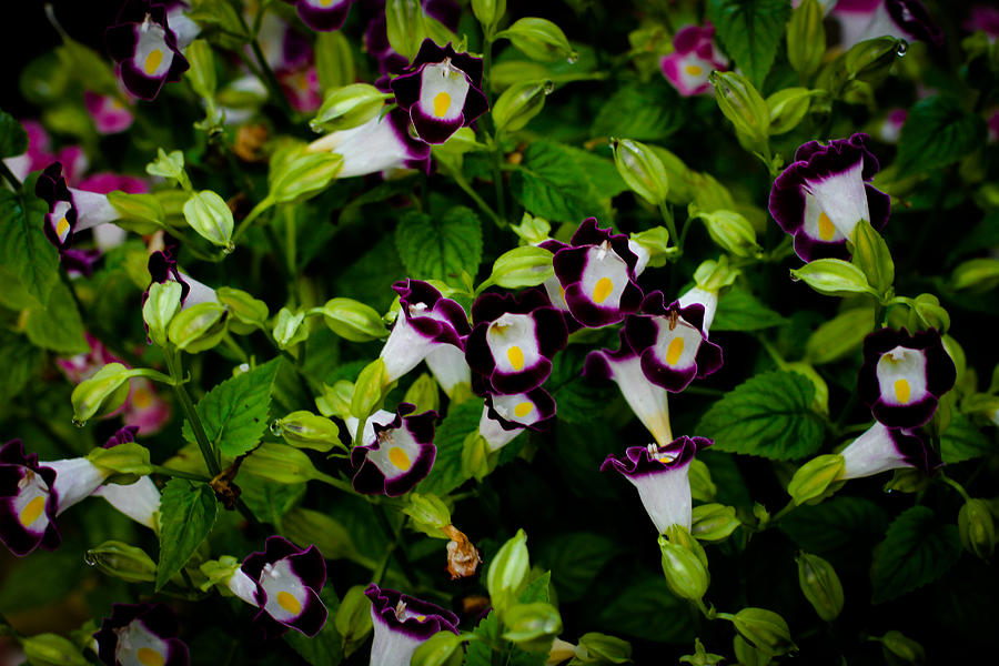 Torenia Photograph - Torenia Singapore Flower by Donald Chen Torenia Photograph - Torenia Singapore Flower by Donald Chen