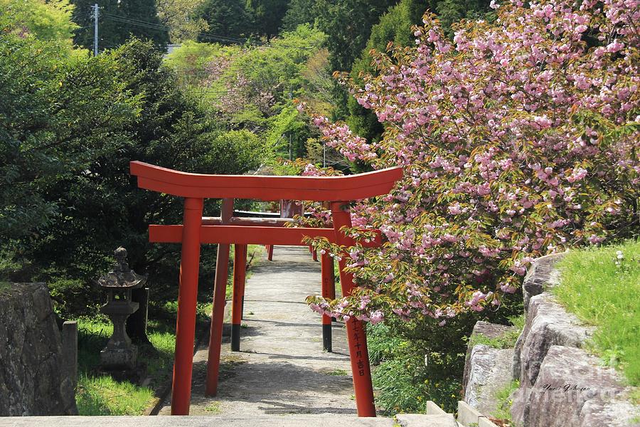 Torii gate with Cherry blossoms Photograph by Yumi Johnson