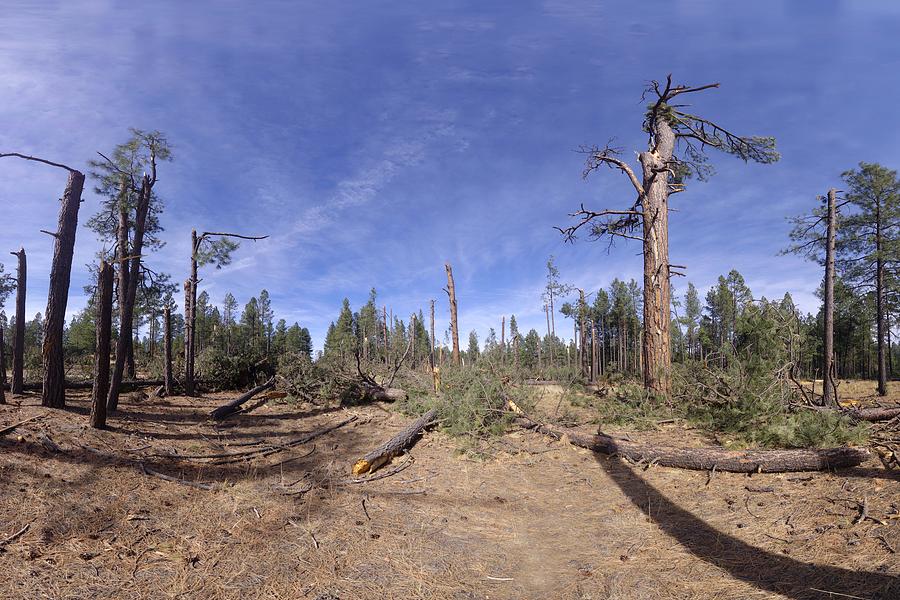 Tornado Damage in Arizona Forest Photograph by Brian Lockett