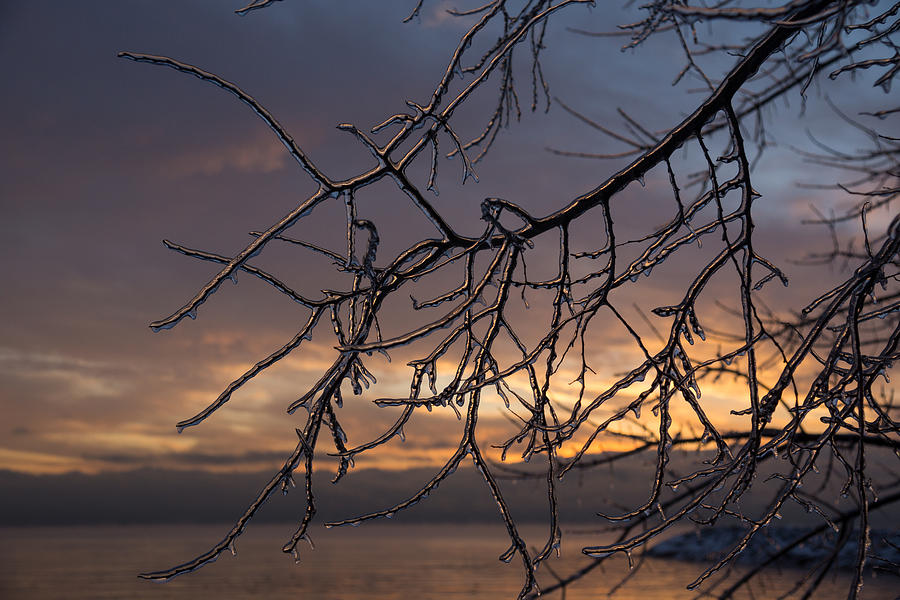 Tree Photograph - Toronto Ice Storm 2013 - a Sunrise Through the Icy Branches by Georgia Mizuleva