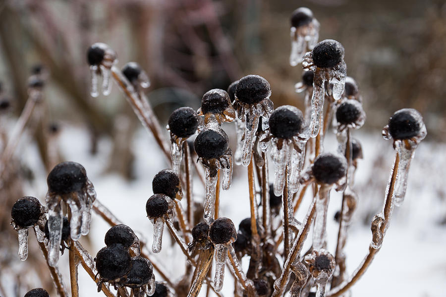 Flower Photograph - Toronto Ice Storm 2013 - Frozen Black Eyed Susans  by Georgia Mizuleva