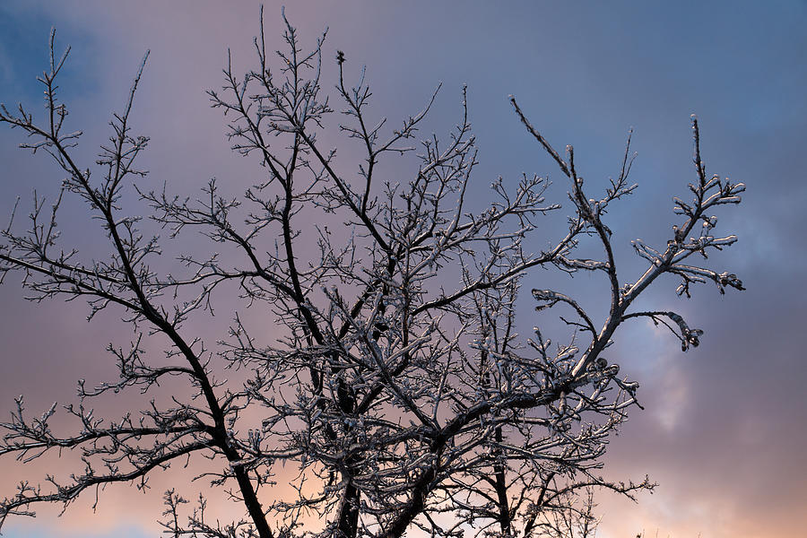 Icy Branches Sunset Photograph by Georgia Mizuleva