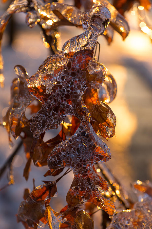 Toronto Ice Storm 2013 - Oak Leaves Jewelry Photograph by Georgia Mizuleva