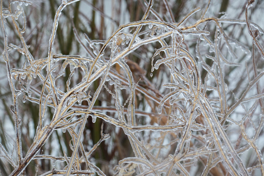 Toronto Ice Storm 2013 - Pale Frozen Grasses  Photograph by Georgia Mizuleva