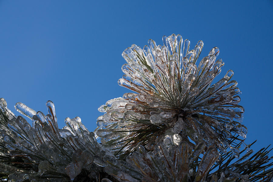 Toronto Ice Storm 2013 - Pine Needle Flower Photograph by Georgia Mizuleva