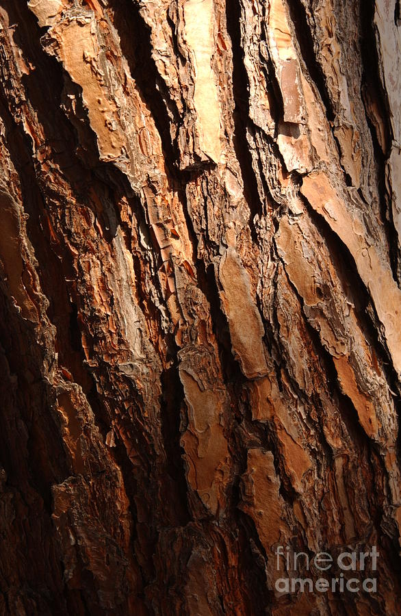 Torrey Pine Bark Photograph by Anna Lisa Yoder