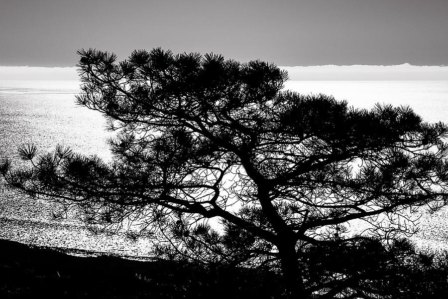 Torrey Pine Black and White Photograph by Lee Kirchhevel