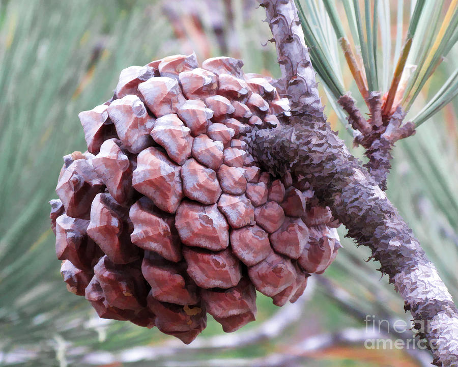 Torrey Pine Cone Photograph by L J Oakes