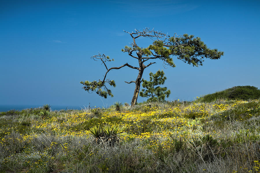 Nature Photograph - Torrey Pine on the Cliffs at Torrey Pines State Natural Reserve by Randall Nyhof