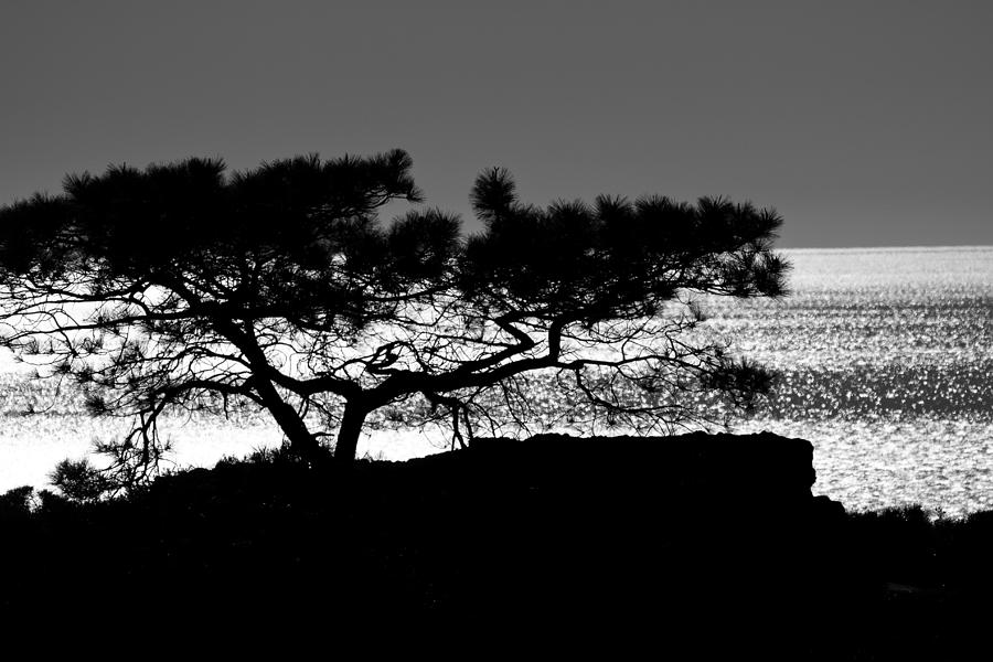 Torrey Pine Tree 2 Photograph by Ben Graham