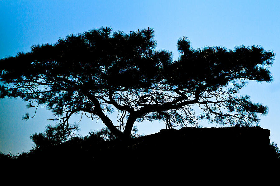 Torrey Pine Tree  Photograph by Ben Graham