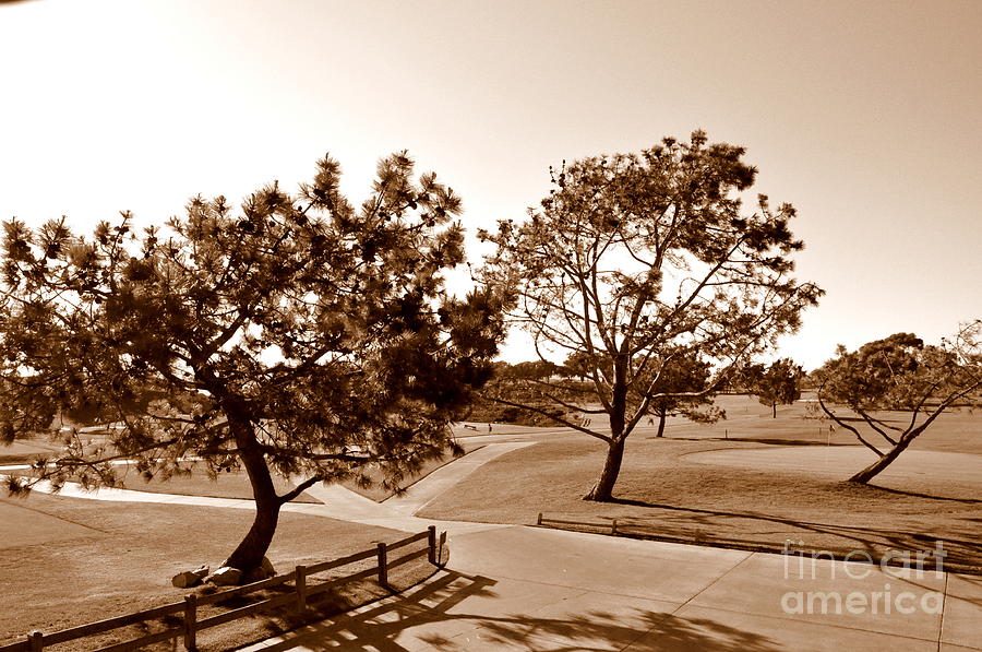 Torrey Pines Afternoon  2 Photograph by Tatyana Searcy