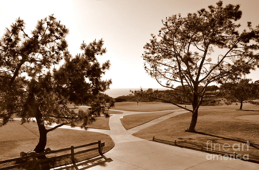Torrey Pines Afternoon Photograph by Tatyana Searcy