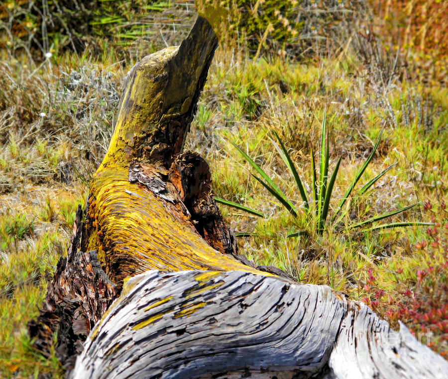 Torrey Pines Komodo Log Digital Art by L J Oakes