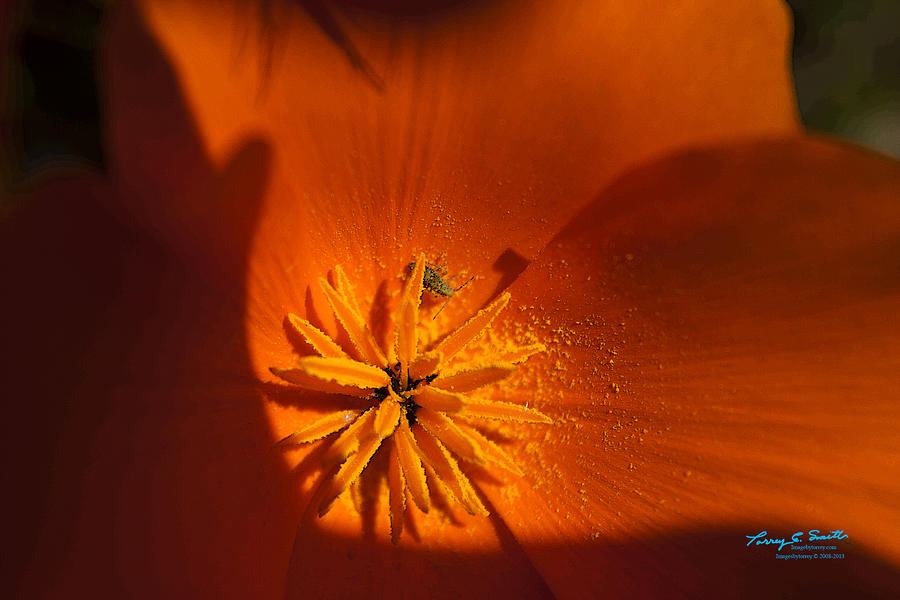 Poppy Photograph - Torrey Smith Small Visitor to an Orange Planet IMG 3384 by Torrey E Smith Poppy Photograph - Torrey Smith Small Visitor to an Orange Planet IMG 3384 by Torrey E Smith