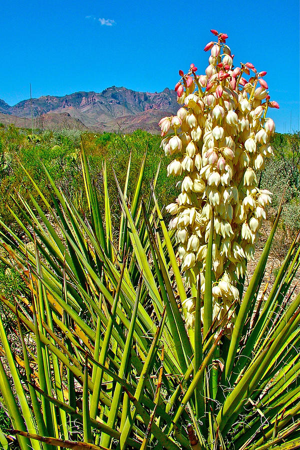 Torrey Yucca on Chihuahuan Desert Nature Trail in Big Bend National Park-Texas Photograph by Ruth Hager