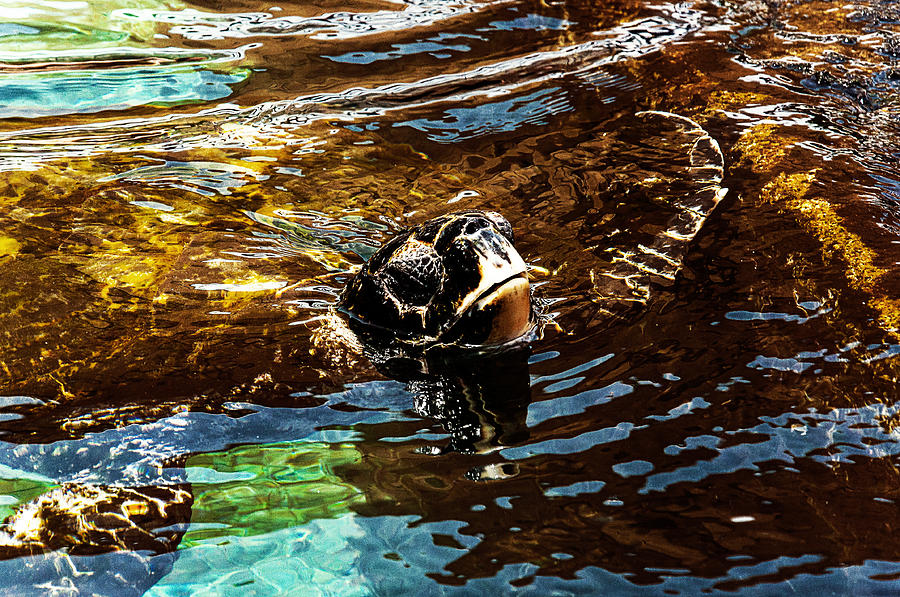 Turtle Photograph - Tortila by Yevgeni Kacnelson
