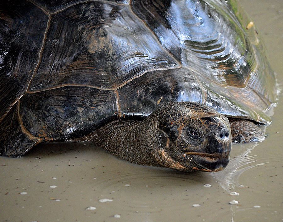 Tortise in Water Photograph by Maggy Marsh