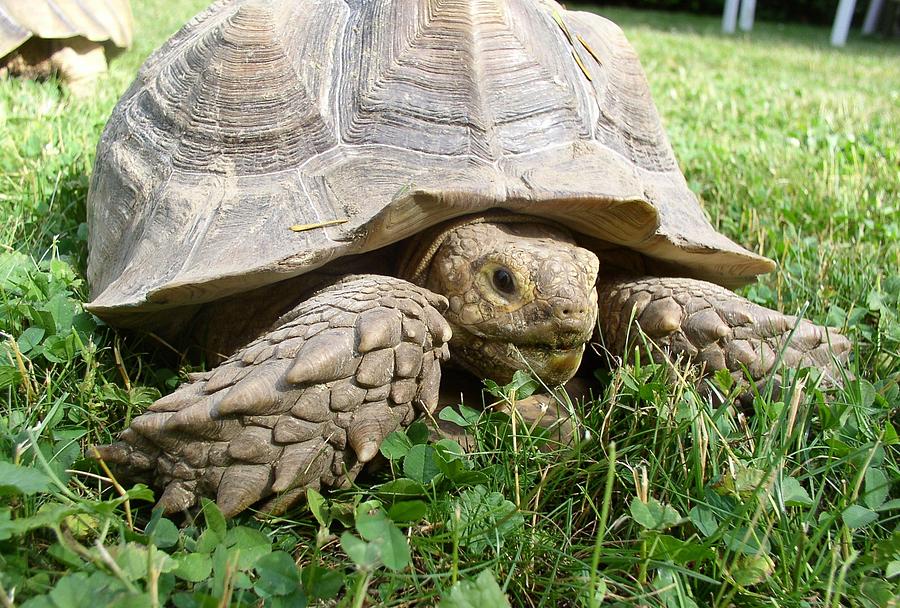Tortoise and Clovers Photograph by Melinda Saminski