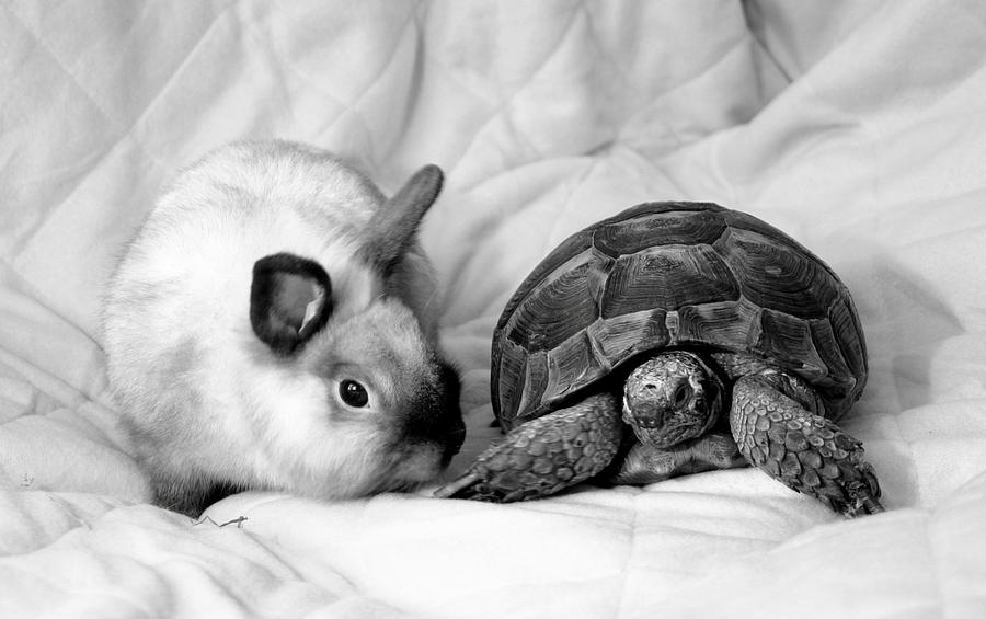 Tortoise And Rabbit Photograph by Izold