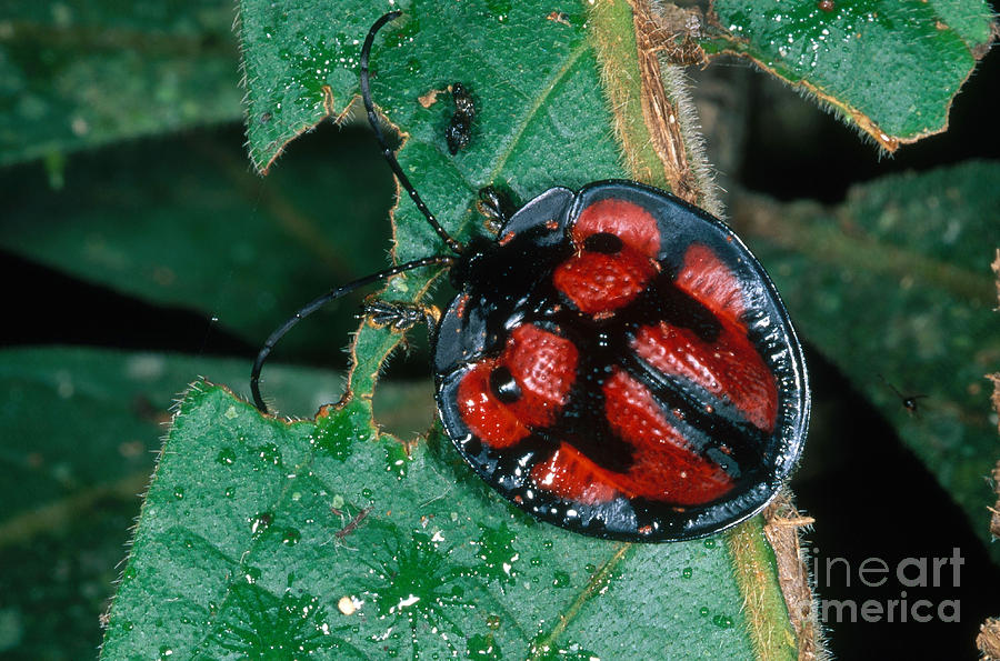 Tortoise Beetle Photograph by Gregory G. Dimijian, M.D.