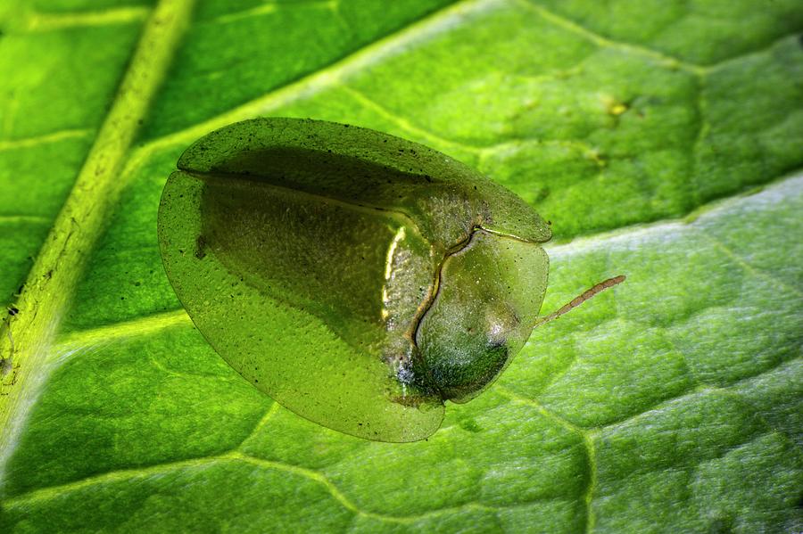 Nature Photograph - Tortoise Beetle On A Leaf by Philippe Psaila