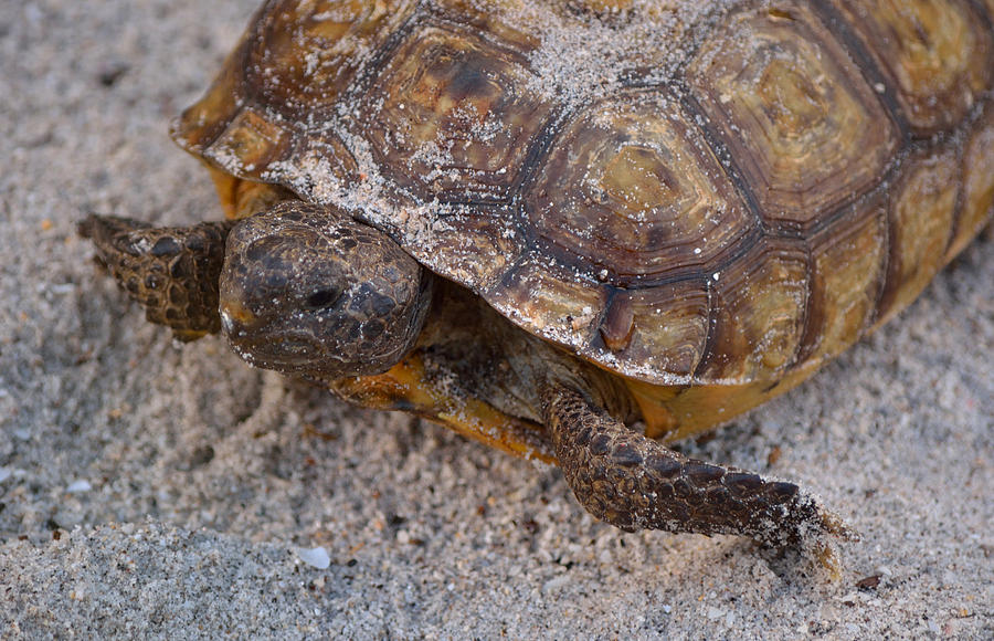 Tortoise By Nature Photograph by Patricia Twardzik - Fine Art America