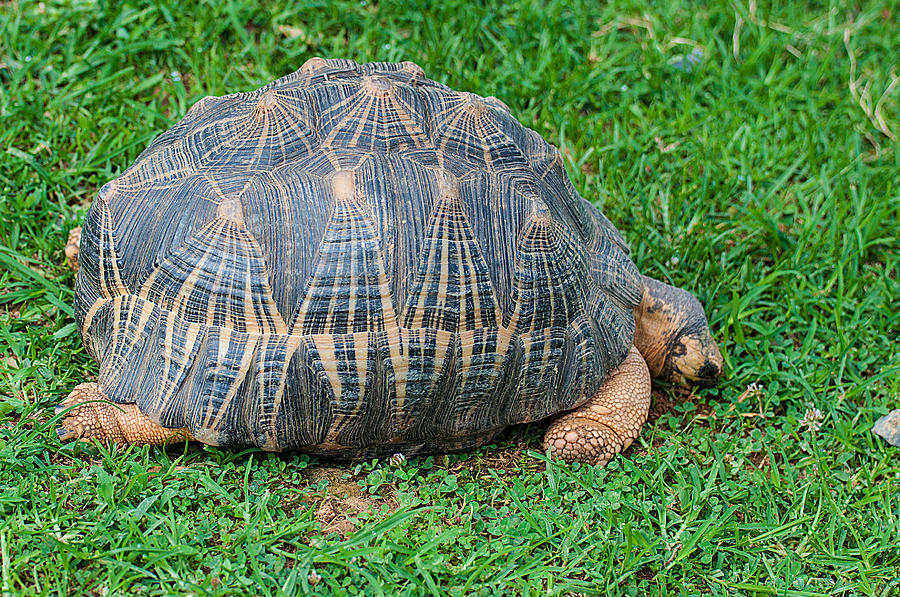 Tortoise Photograph by Photos By Cassandra - Fine Art America