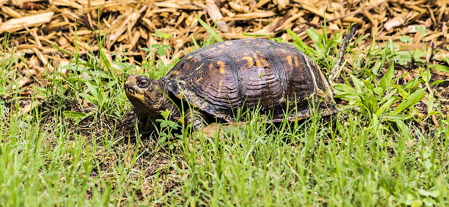 Tortoise Crawling Through the Grass Photograph by Michael Whitaker