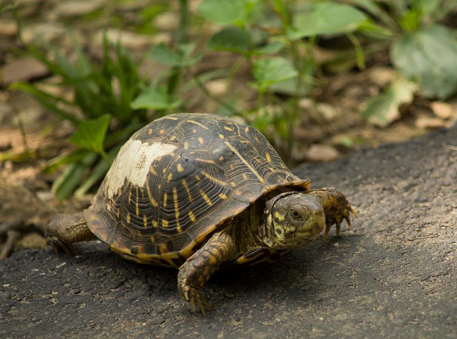 Tortoise crosses the Road Photograph by Mary Ann Teschan - Fine Art America