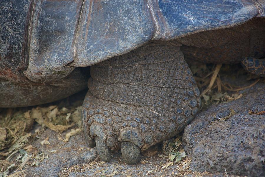Tortoise Foot Photograph by Allan Morrison