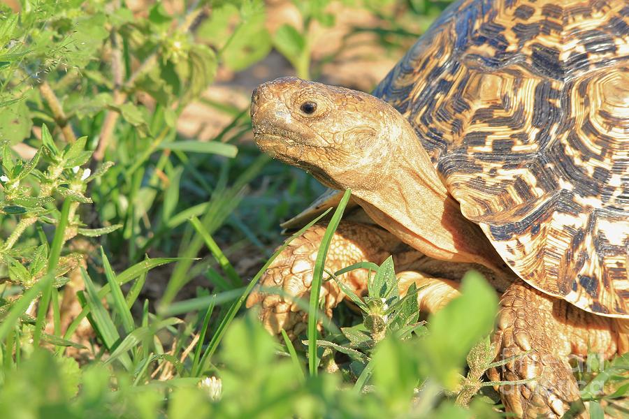 Tortoise Greens Photograph by Andries Alberts - Fine Art America