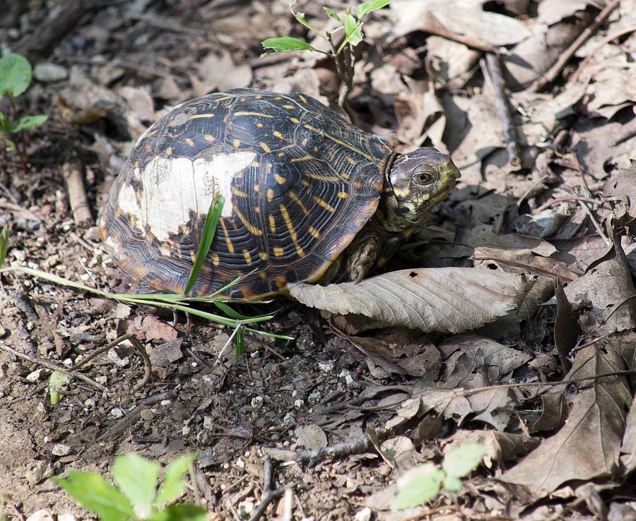 Tortoise in Camouflage Photograph by Mary Ann Teschan - Fine Art America