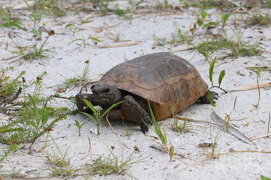 Tortoise in the sand Photograph by Michael Paskvan