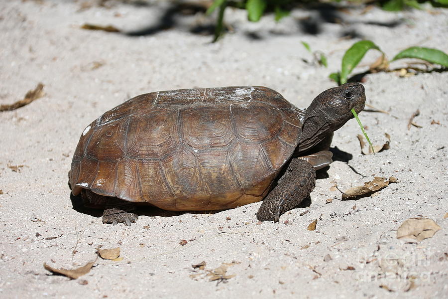 Tortoise is the sand Photograph by Michael Paskvan - Pixels